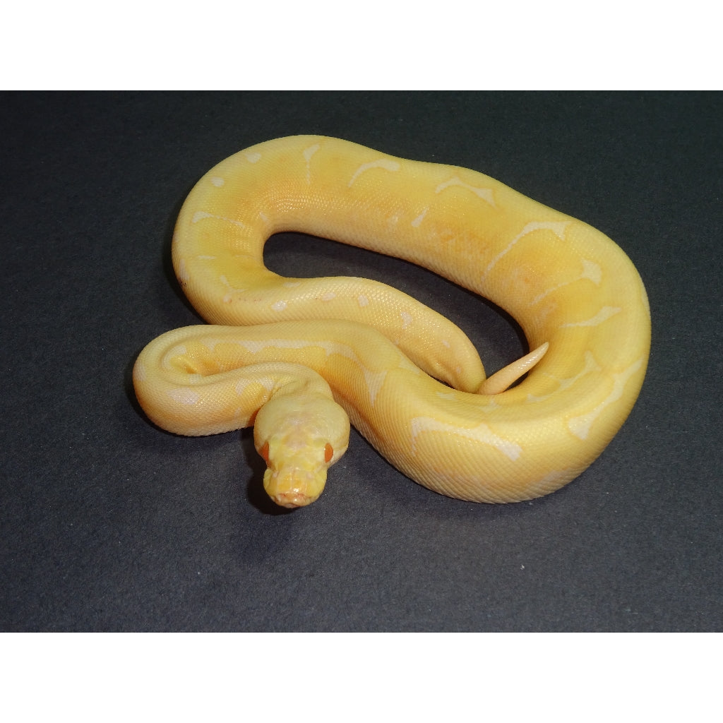 Bol Python Spider Morph Ball Python Morphs Spider