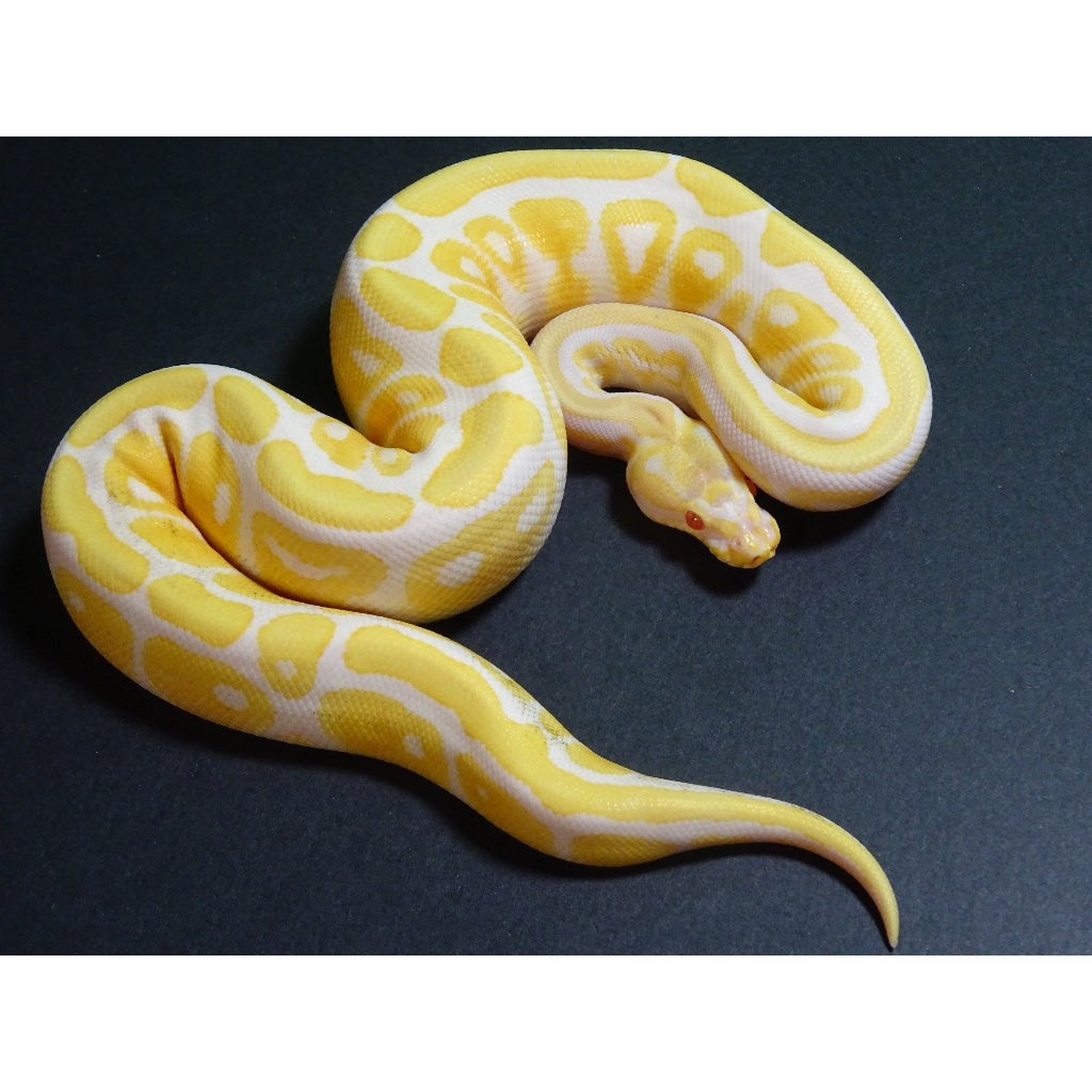 Albino Royal Python