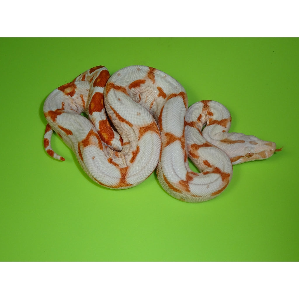 Albino Motley Boas for sale | Big Apple Herp