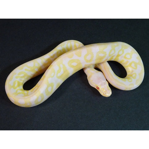 Albino Super Pastel Ball Python