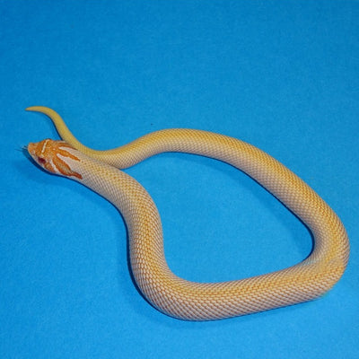 Albino Superconda Western Hognose Snakes