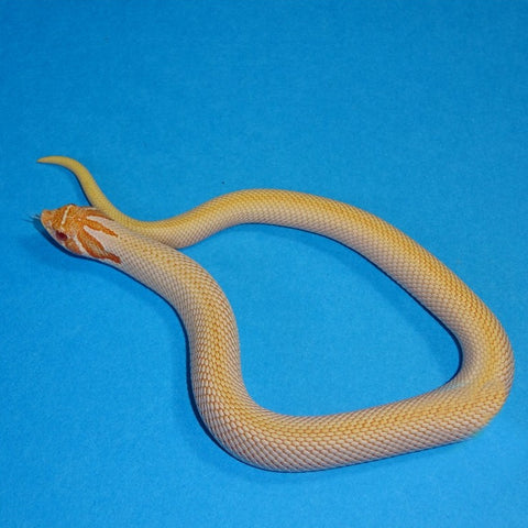 Albino Superconda Western Hognose Snakes