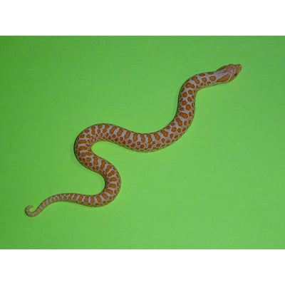 Albino Western Hognose Snakes