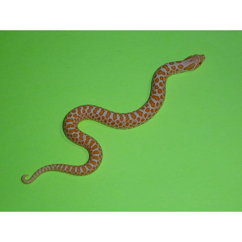 Albino Western Hognose Snakes