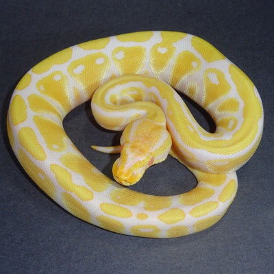 Albino Yellow Belly Ball Pythons