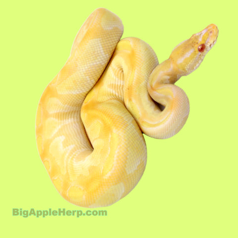 Albino Butter Ball Python – universalexoticfarm