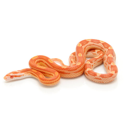 Albino Motley Corn Snakes