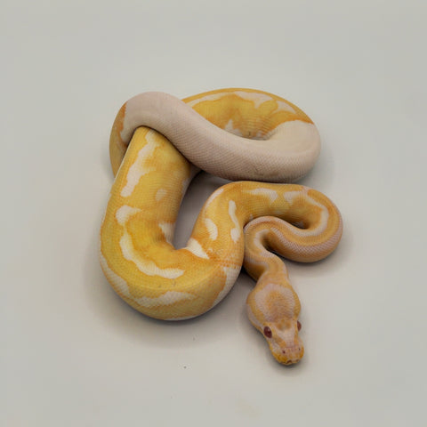 Albino Pied Ball Python Female (Actual Photo)