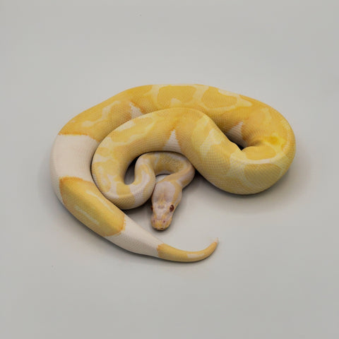 Albino Pied Ball Python Male (Actual Photo)
