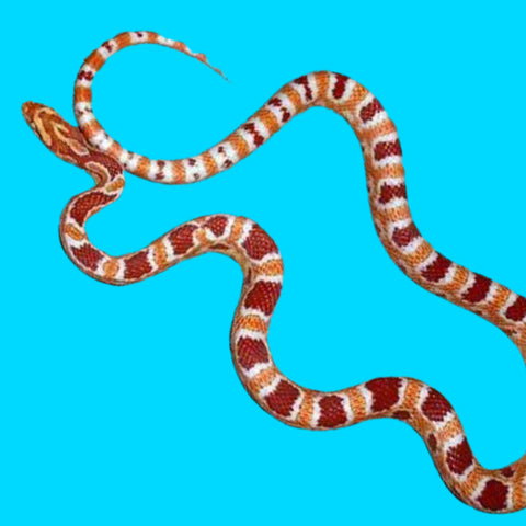 Albino Extreme Okeetee Corn Snakes