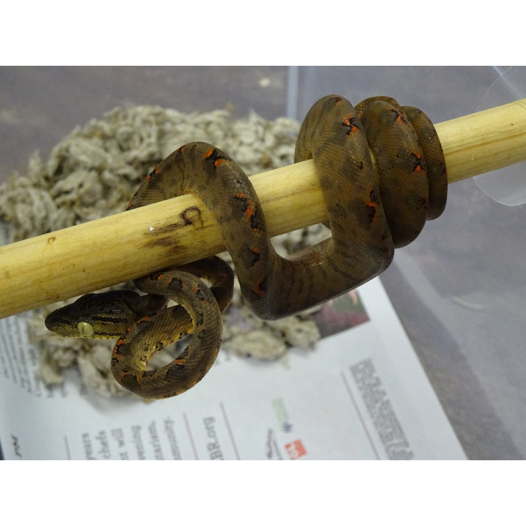Amazon-Tree-Boa.jpg?v=1590692362