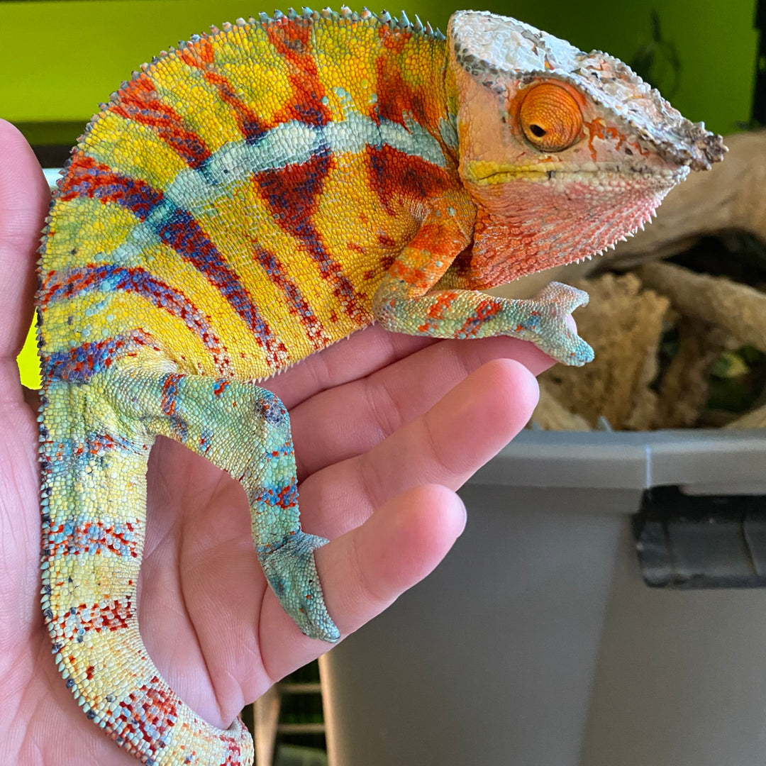 Buy Panther Chameleons – Big Apple Herp - Reptiles For Sale