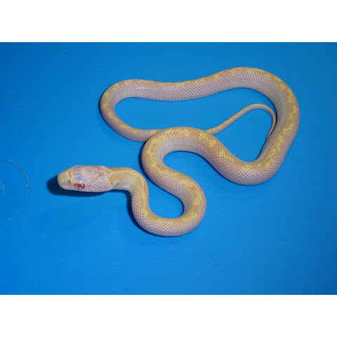 Albino White Sided Black Rat Snakes