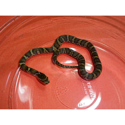 Korean Rat Snakes