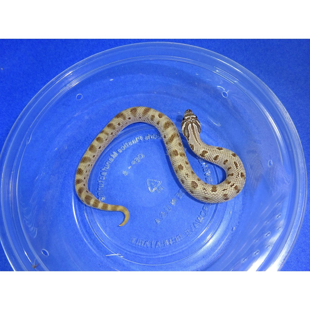 Buy Anaconda Het Artic Western Hognose Snakes | Big Apple Herp