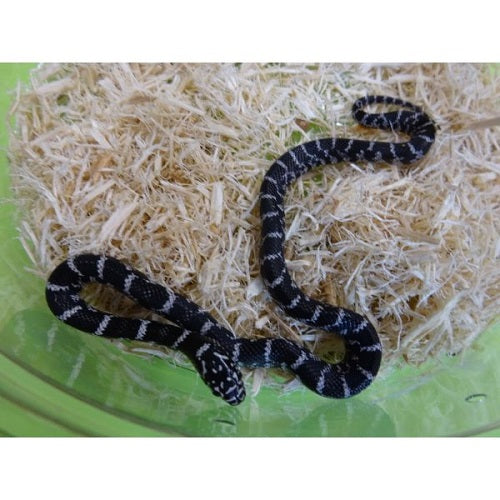 Anery Florida Kingsnake for Sale | Brooksi Kingsnake | Big Apple Herp