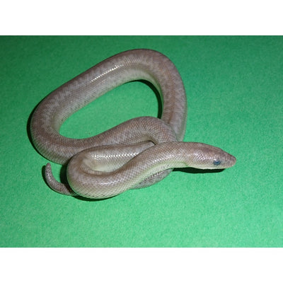 Anery Het Snow Rosy Boa