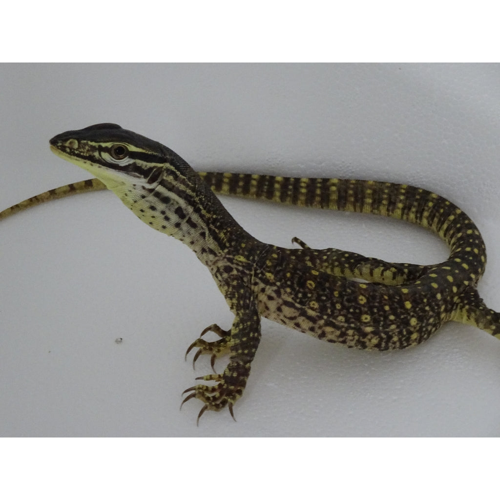 Argus Monitors – Big Apple Herp - Reptiles For Sale