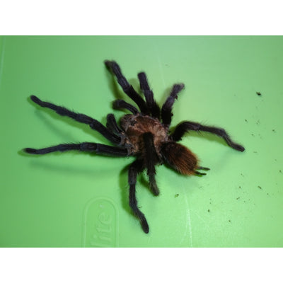 Arizona Blonde Tarantulas