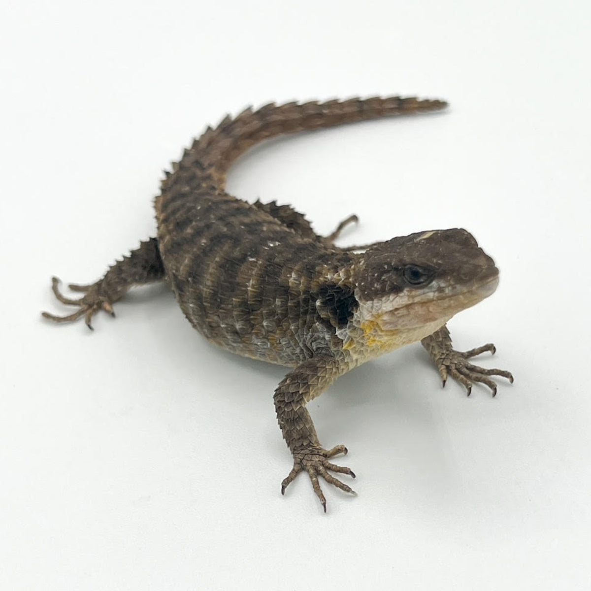 Lizard Species Armadillo Girdled Lizards Armadillo Lizard Pet Care