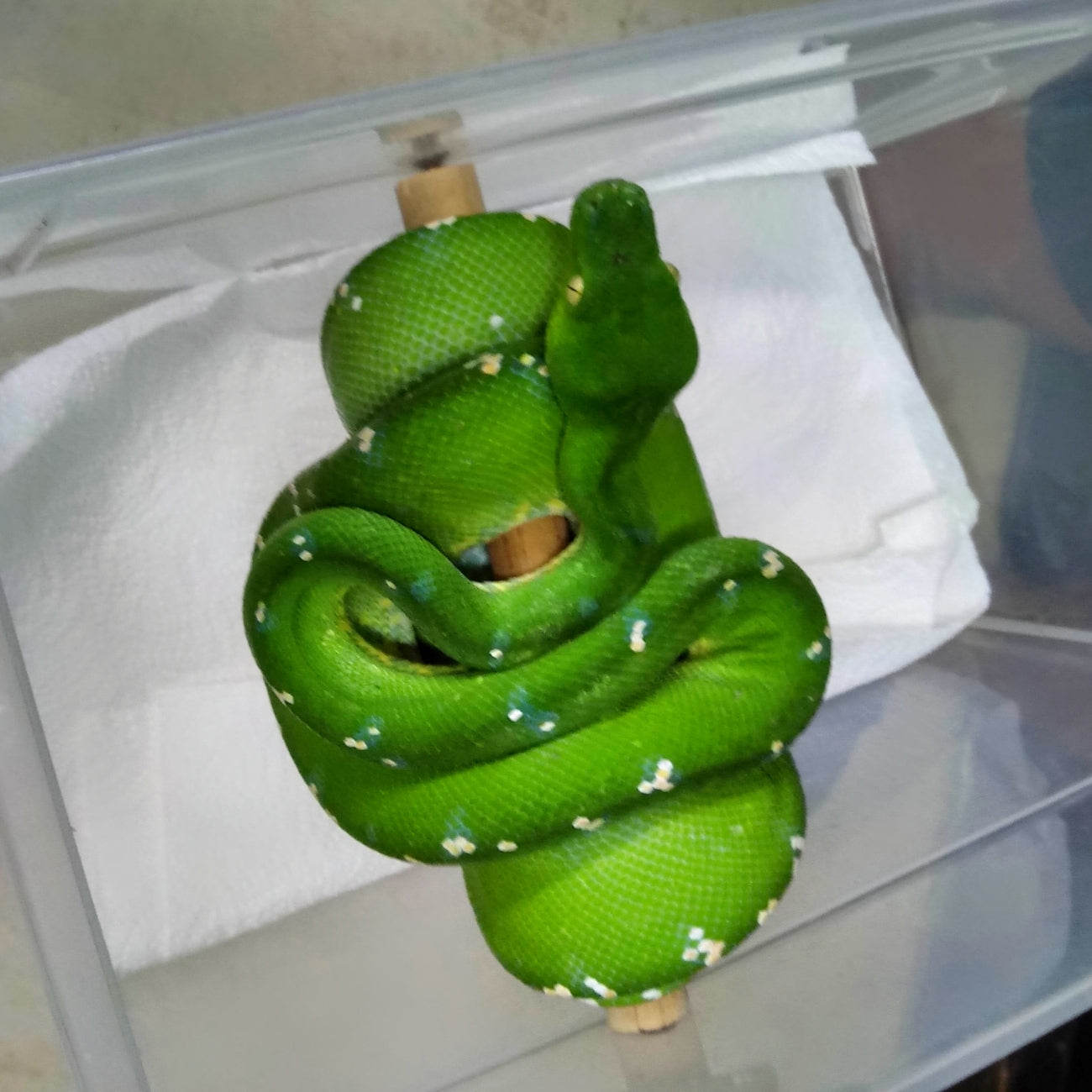 Kila Python Green Tree Green Python