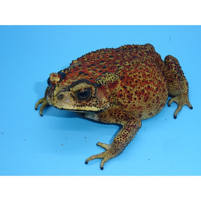 Asian Spiny Toads