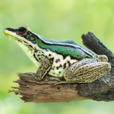 Asian Greenback Frogs