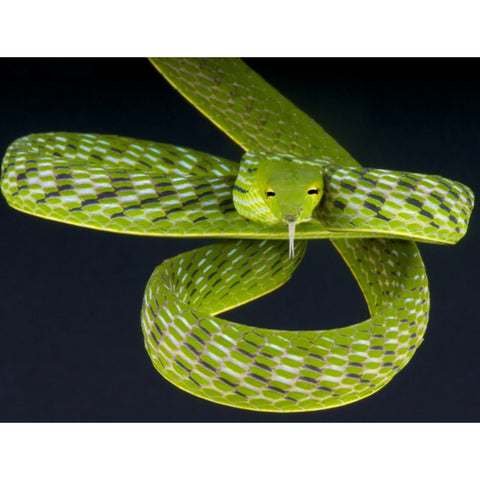 Asian Vine Snakes