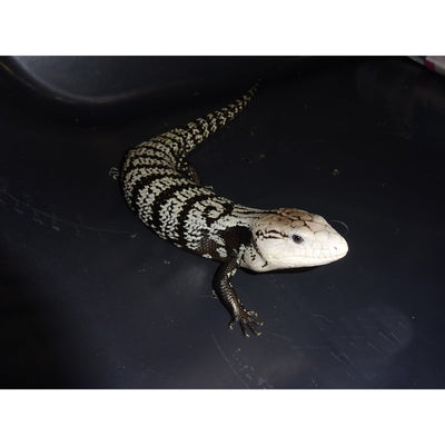 Axanthic Halmahera Blue Tongue Skink