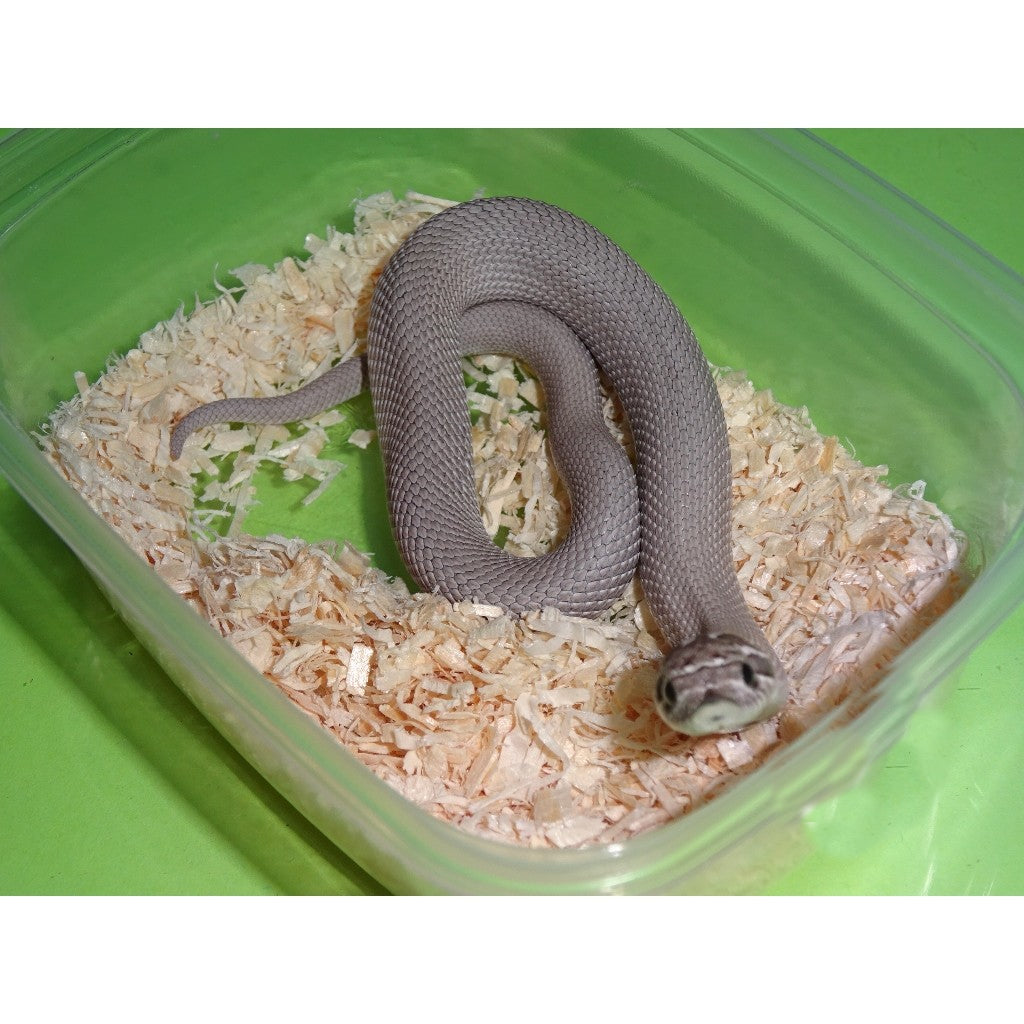 Superconda Het Axanthic Western Hognose for sale | Big Apple