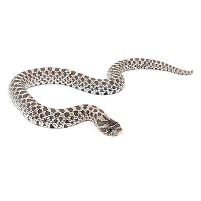 Axanthic Conda Western Hognose