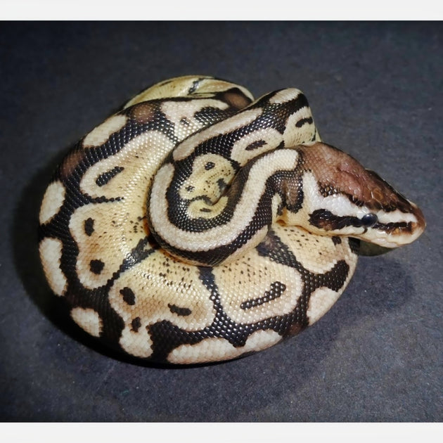 Axanthic Pastel Ball Pythons For Sale | Big Apple Herp