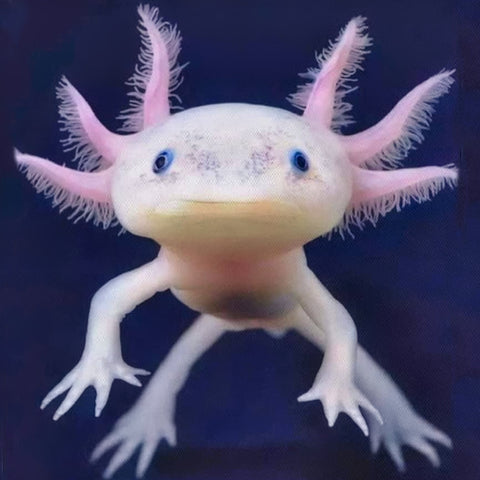 Axolotl (Many Color Morphs)