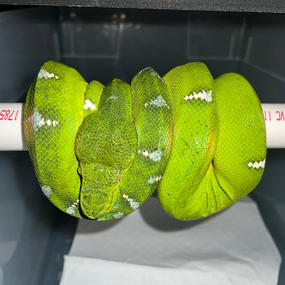 Emerald Tree Boa Adult (Stock #BAPSEMERALD2)