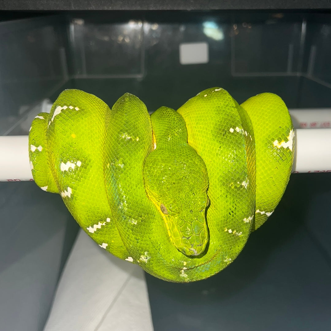 Emerald Tree Boas For Sale | Big Apple Herp