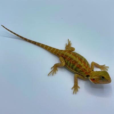 Citrus Trans Red Stripe Bearded Dragon (Stock BDB31)