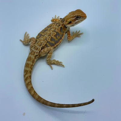 Purple Tiger Citrus Leatherback Bearded Dragon (Stock BDB33)