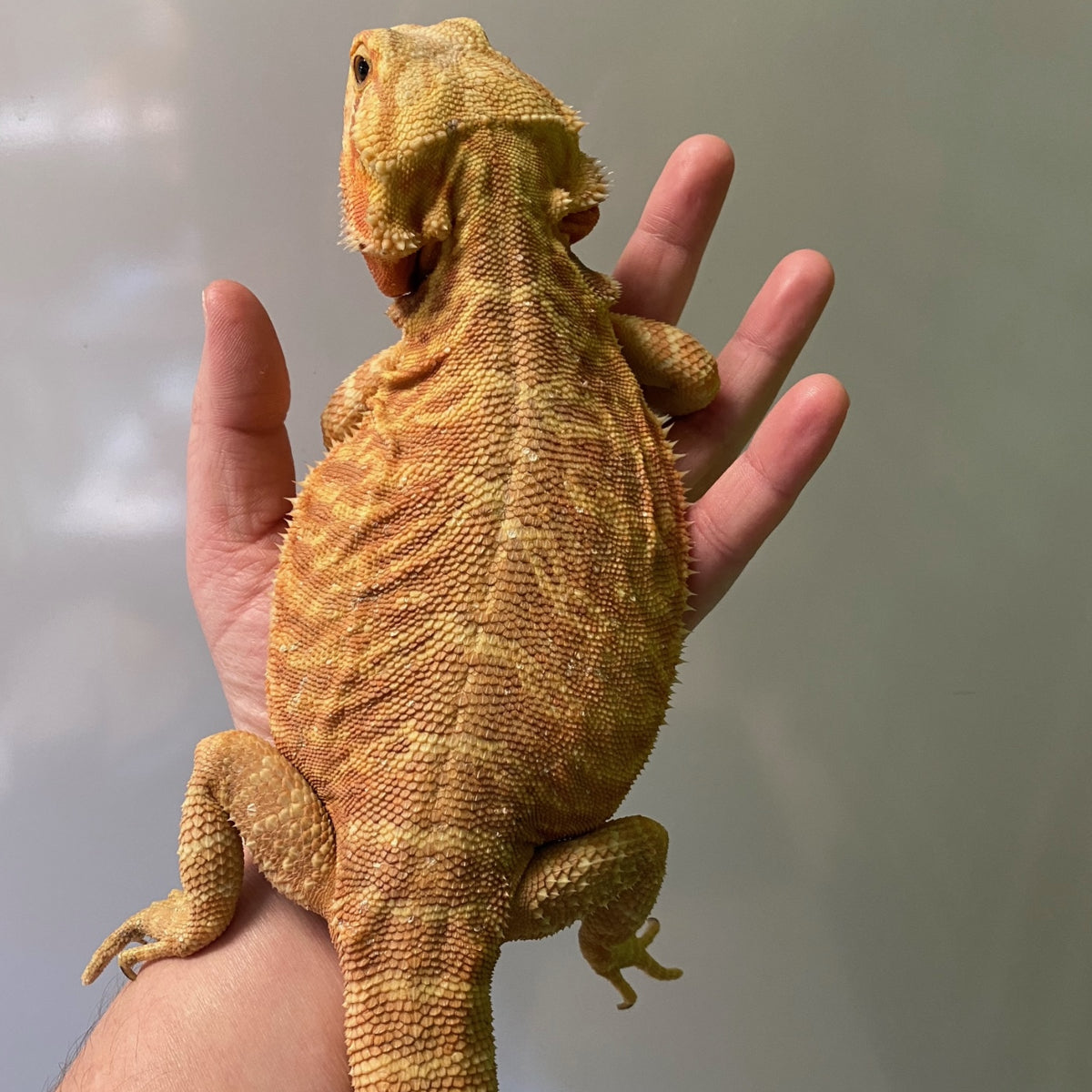 Citrus Leatherback Bearded Dragon Breeder (Stock BDB8)