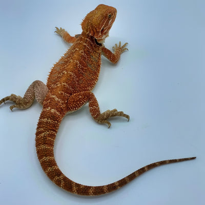Super Red Bearded Dragons