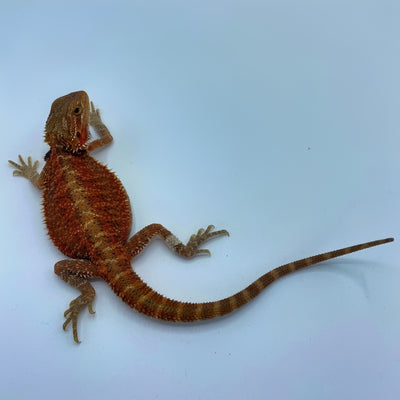 Super Red Translucent Bearded Dragon (Stock BDG9)