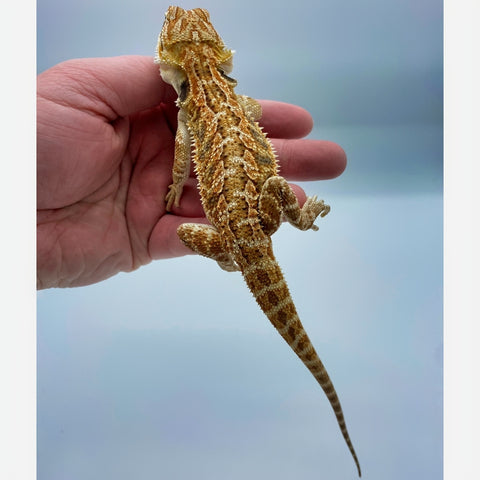 Red Bar Bearded Dragon (Stock BDM25)