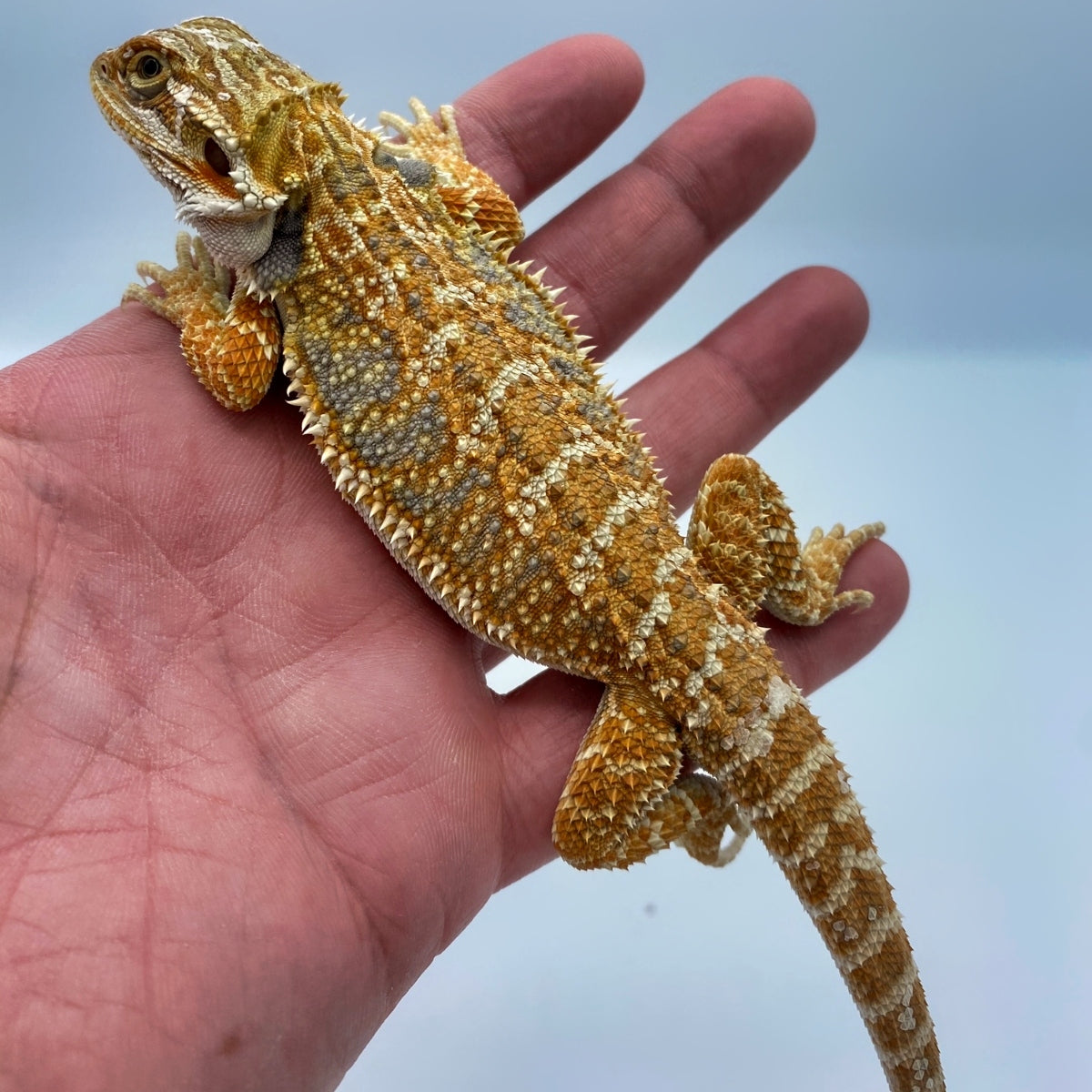 Red Bearded Dragons For Sale – Big Apple Pet Supply