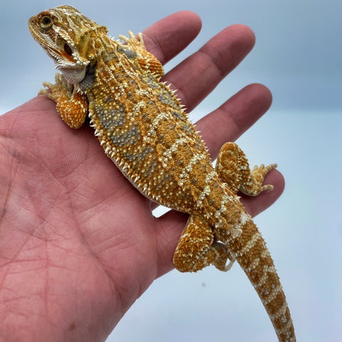 Blue Bar Fire Hypo Bearded Dragon