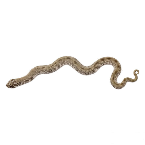 Anaconda Het Lavender Western Hognose Snakes