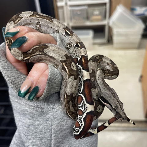 Top Quality Guyana Red Tail Boa (Actual Photo)
