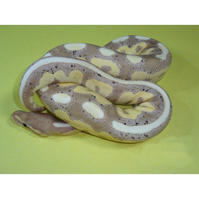 Banana Cinnamon Ball Pythons