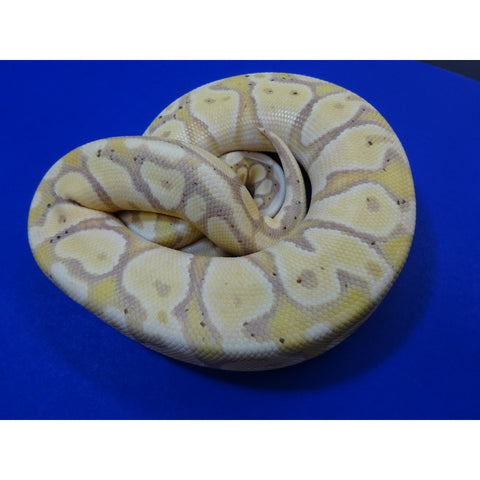 Banana Pastel Ball Pythons