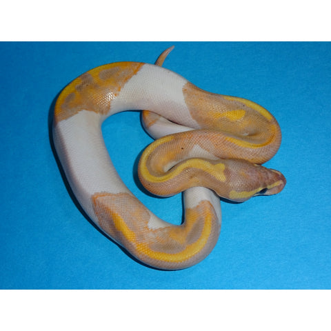 Banana Piebald Ball Pythons