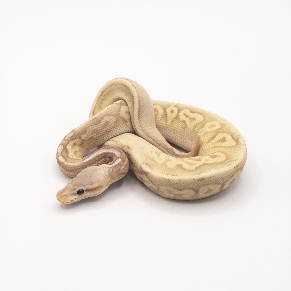 Axanthic Calico Ball Python