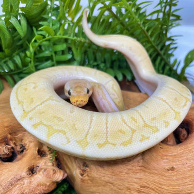 Banana Lemon Blast Ball Pythons